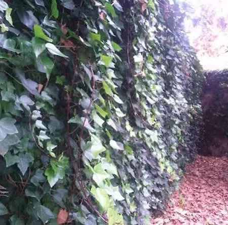 招待所 拉蒙与卡哈尔旅馆 巴利亚多利德